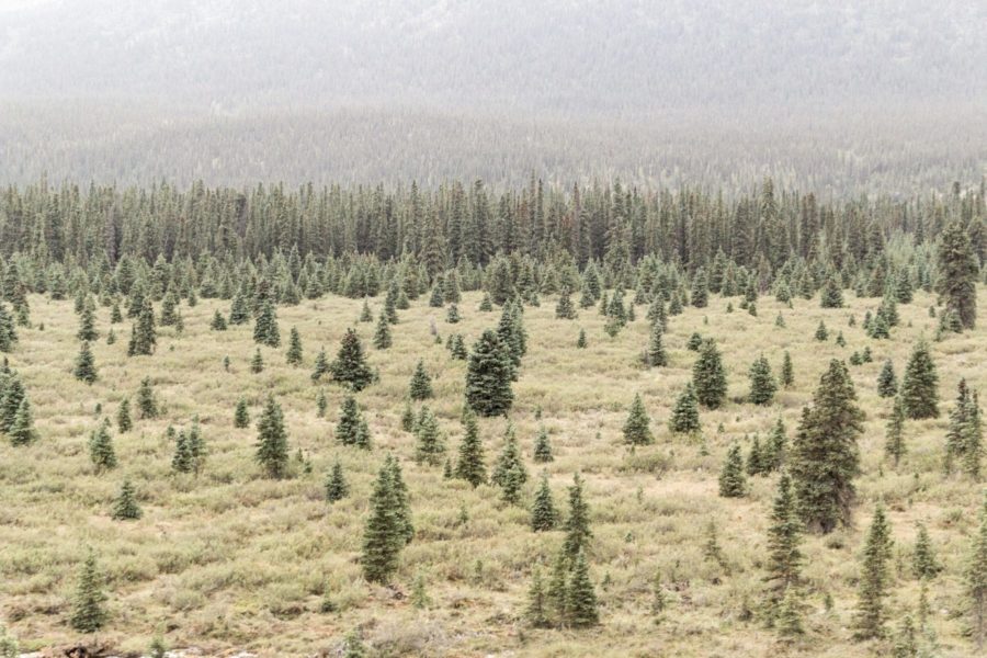 Quali sono le conseguenze degli eventi estremi sulle foreste montane?